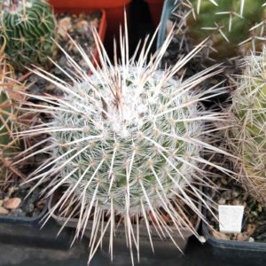 Mammillaria parkinsonii -cube-7cm-