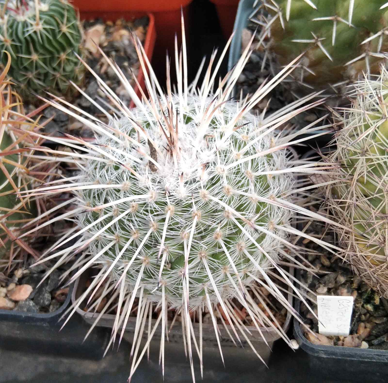 Mammillaria parkinsonii -cube-7cm-