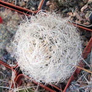 Neoporteria senilis -cube-6cm-