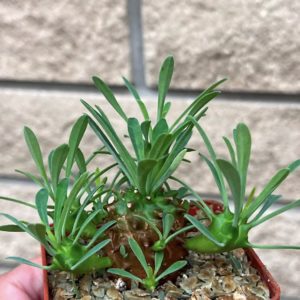 euphorbia juglans