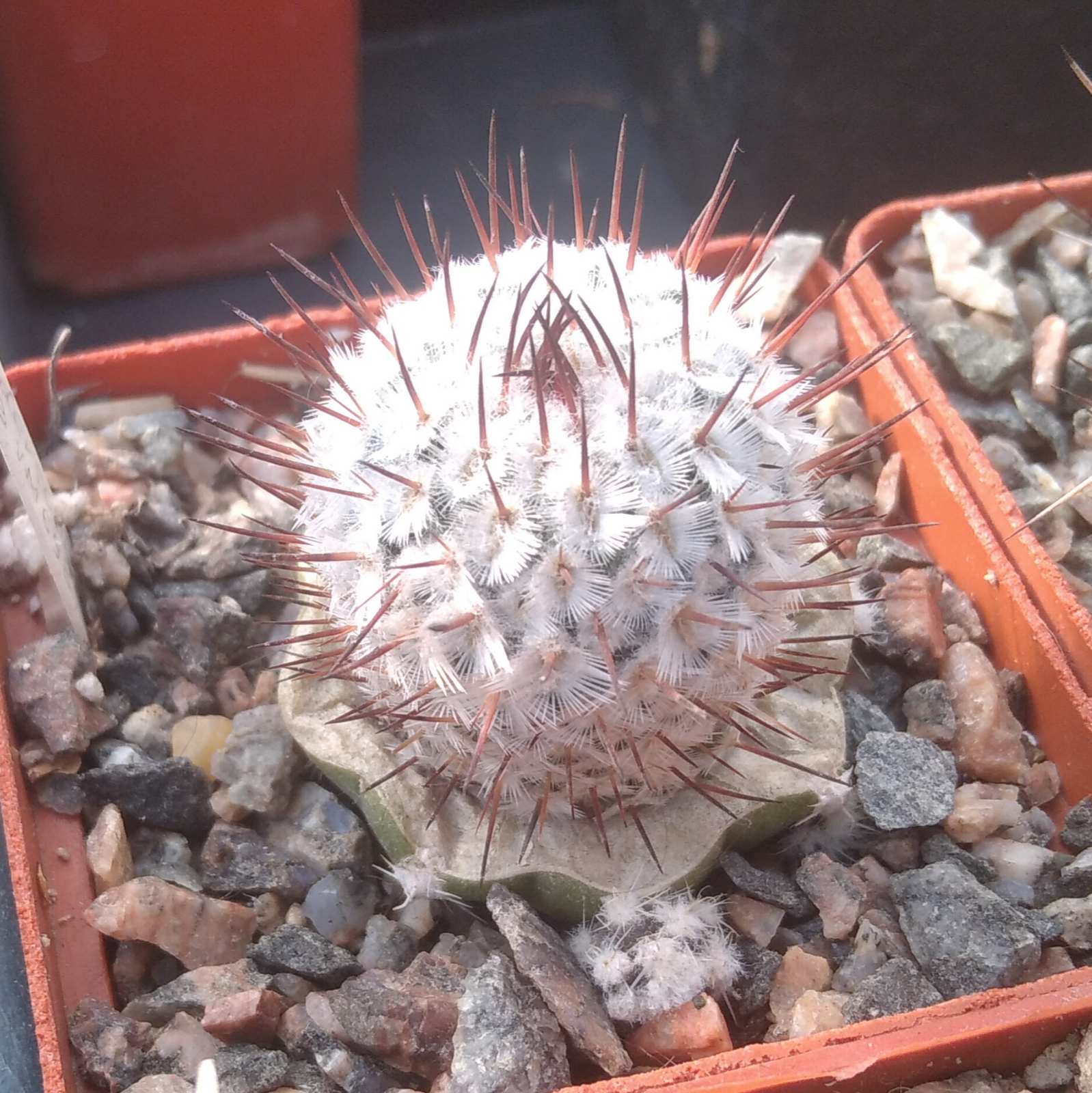Mammillaria perezdelarosae v. andersoniana f. longispina WM698 -cube-6cm-прихована підщепа- рідкість!