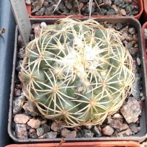 Coryphantha radians - cube-6cm-