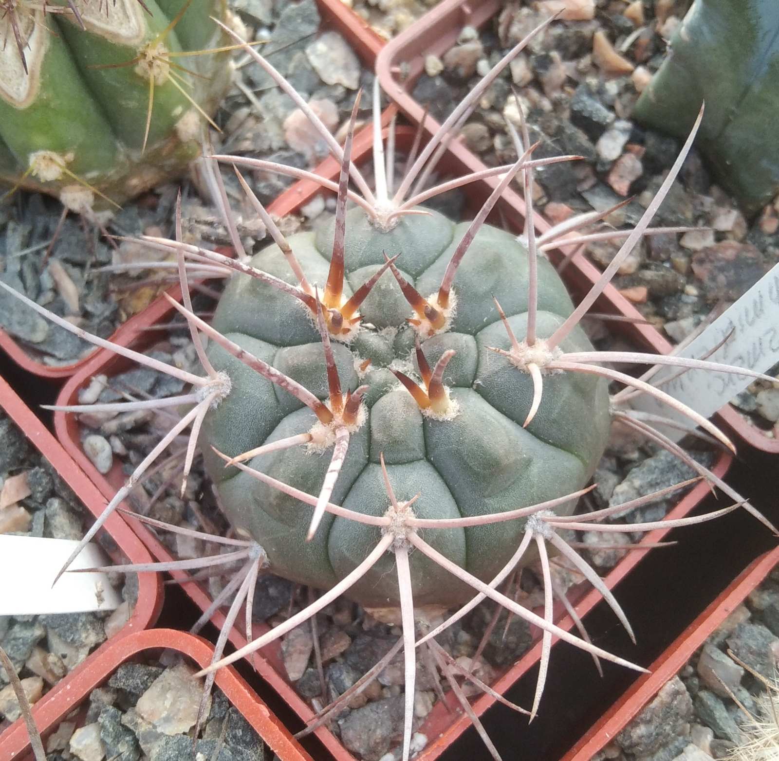 Gymnocalycium catamacense v. schmidianum -cube-6cm-
