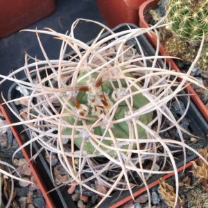 Gymnocalycium polycephalum -cube-6cm- exrem form-