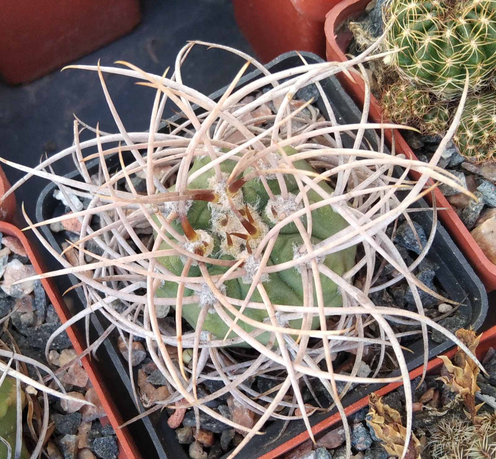 Gymnocalycium polycephalum -cube-6cm- exrem form-
