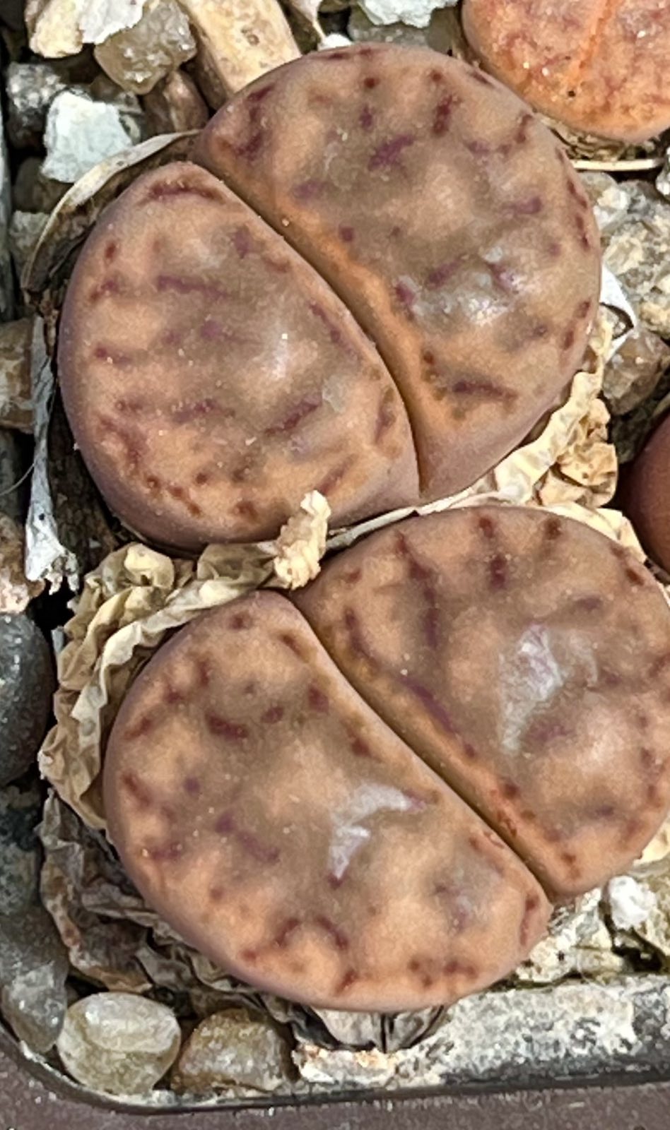 lithops bromfieldii c40