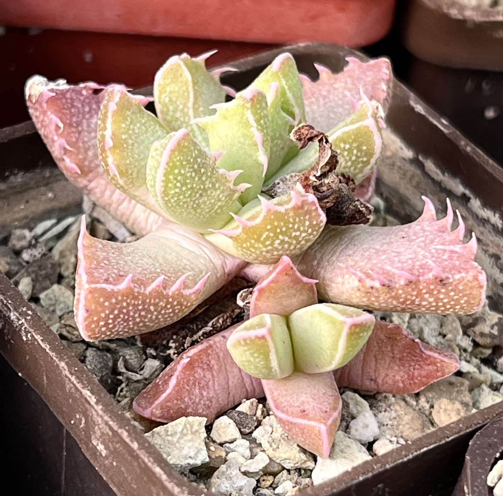 faucaria tigrina