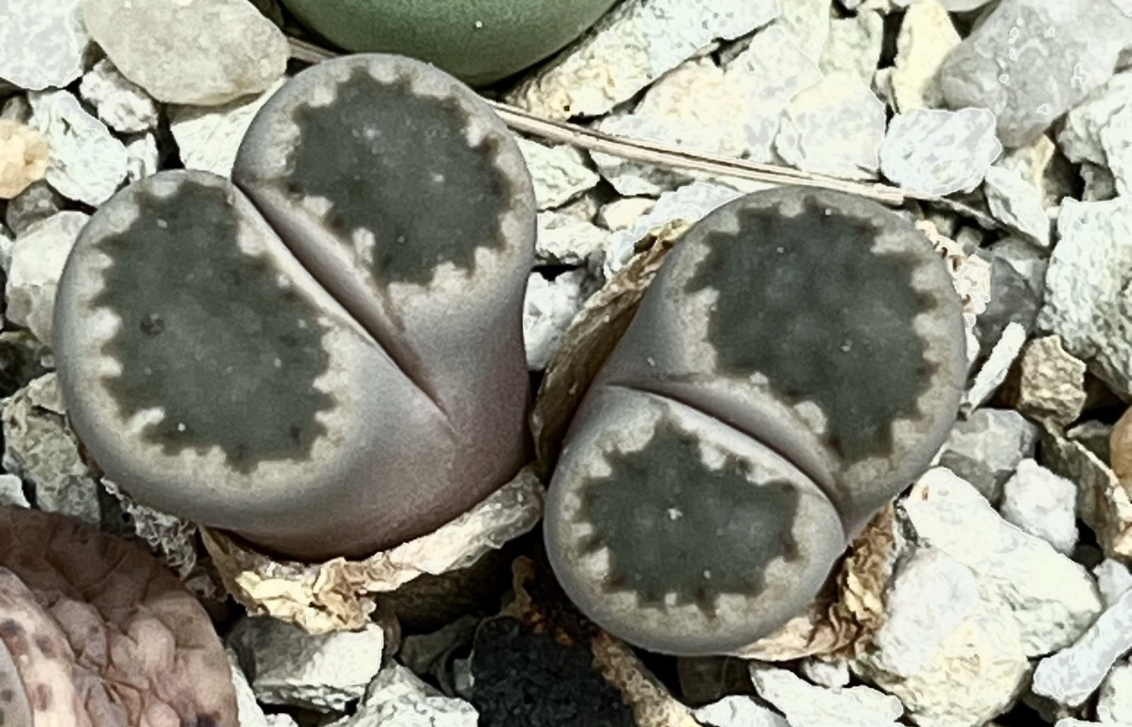 lithops salicola