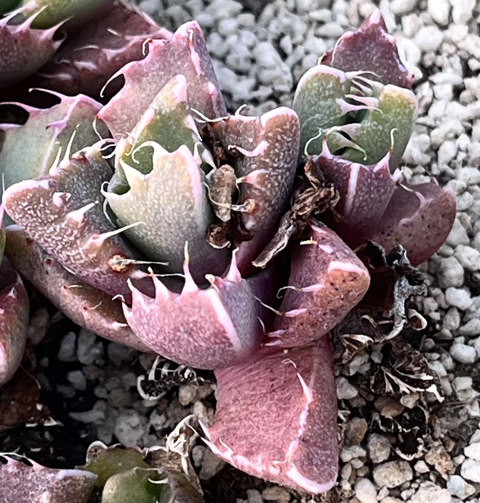 faucaria cradockensis