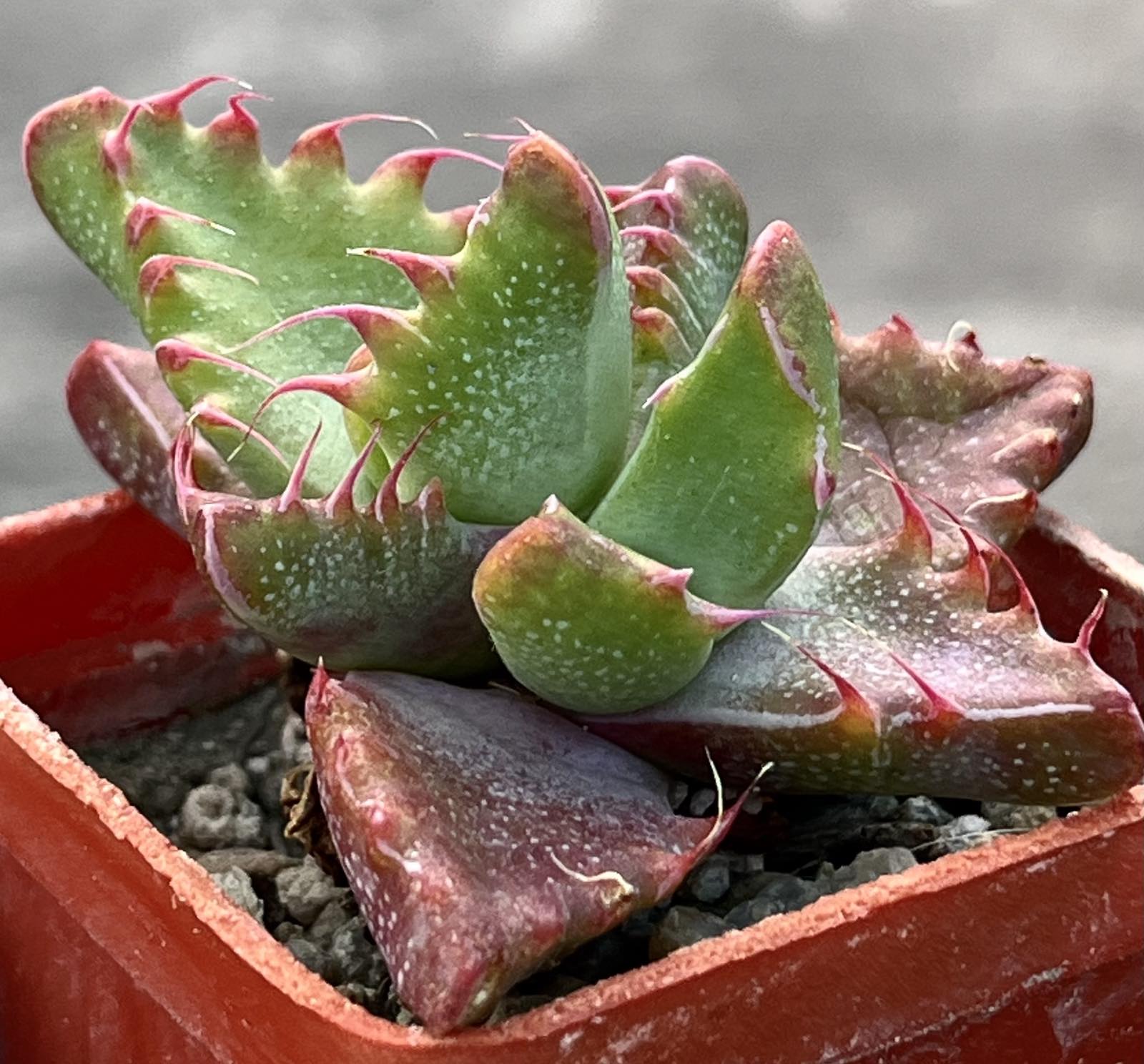 faucaria tigrina