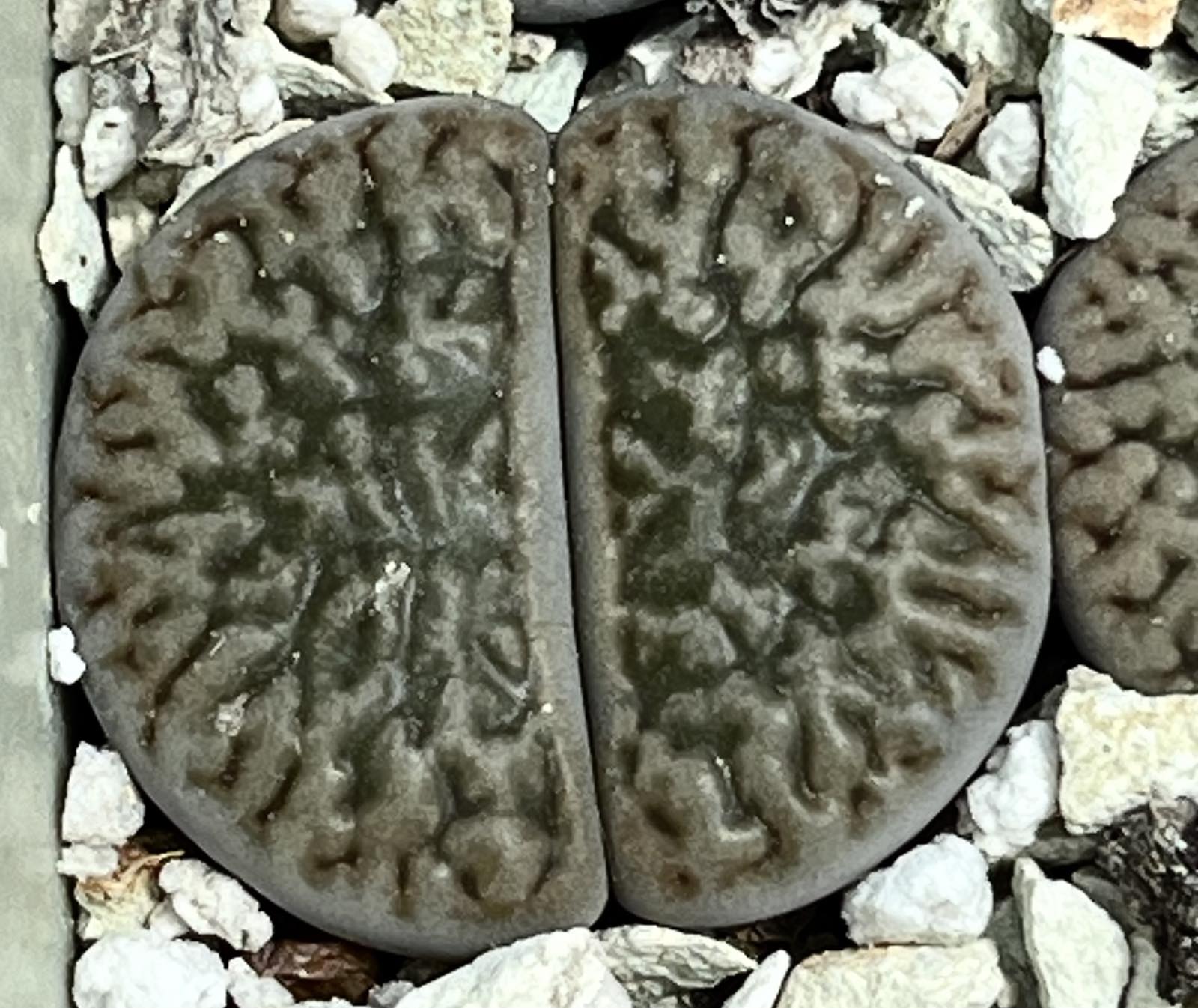 1616.34 MG lithops hookeri dabneri C 301