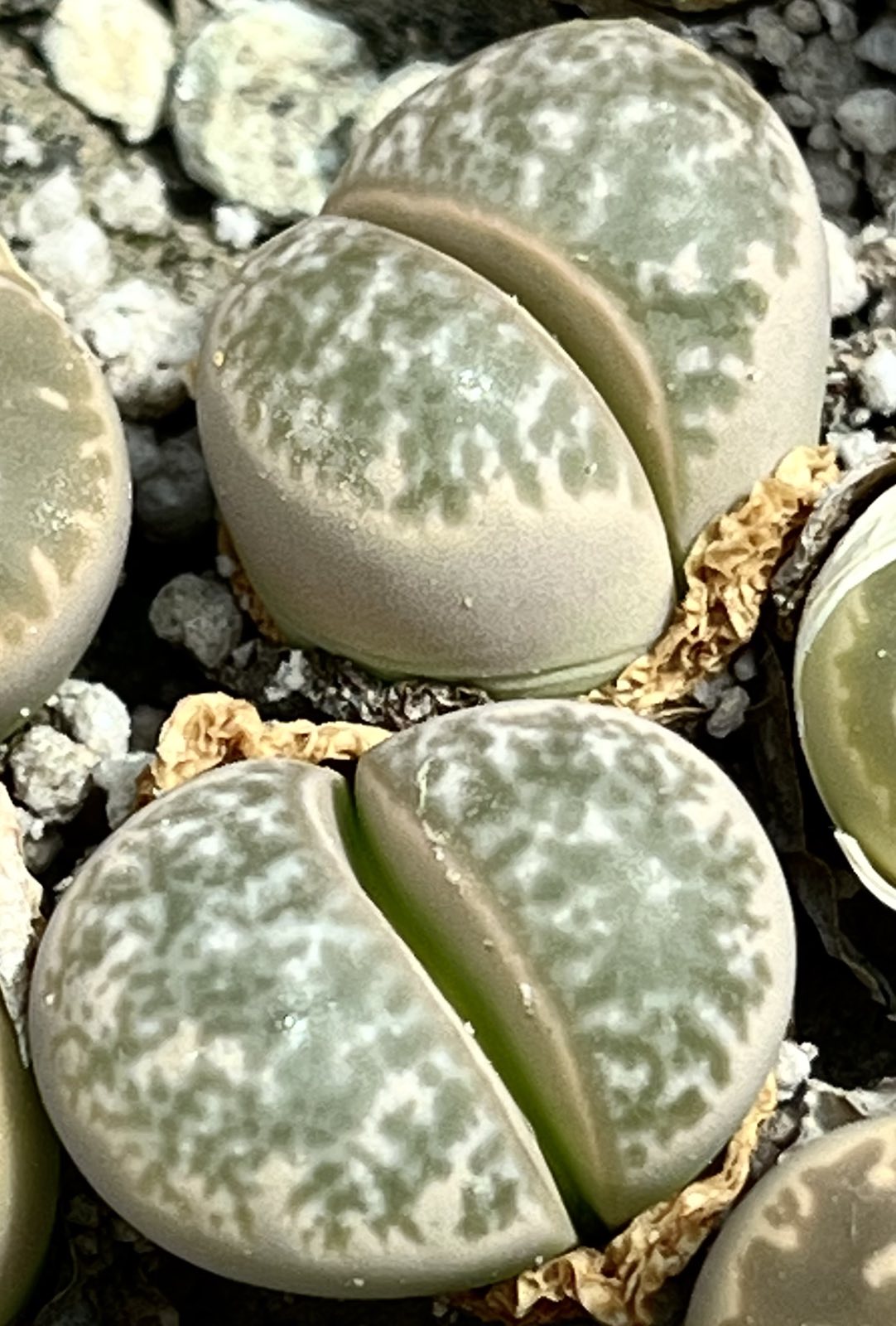 lithops helmutii