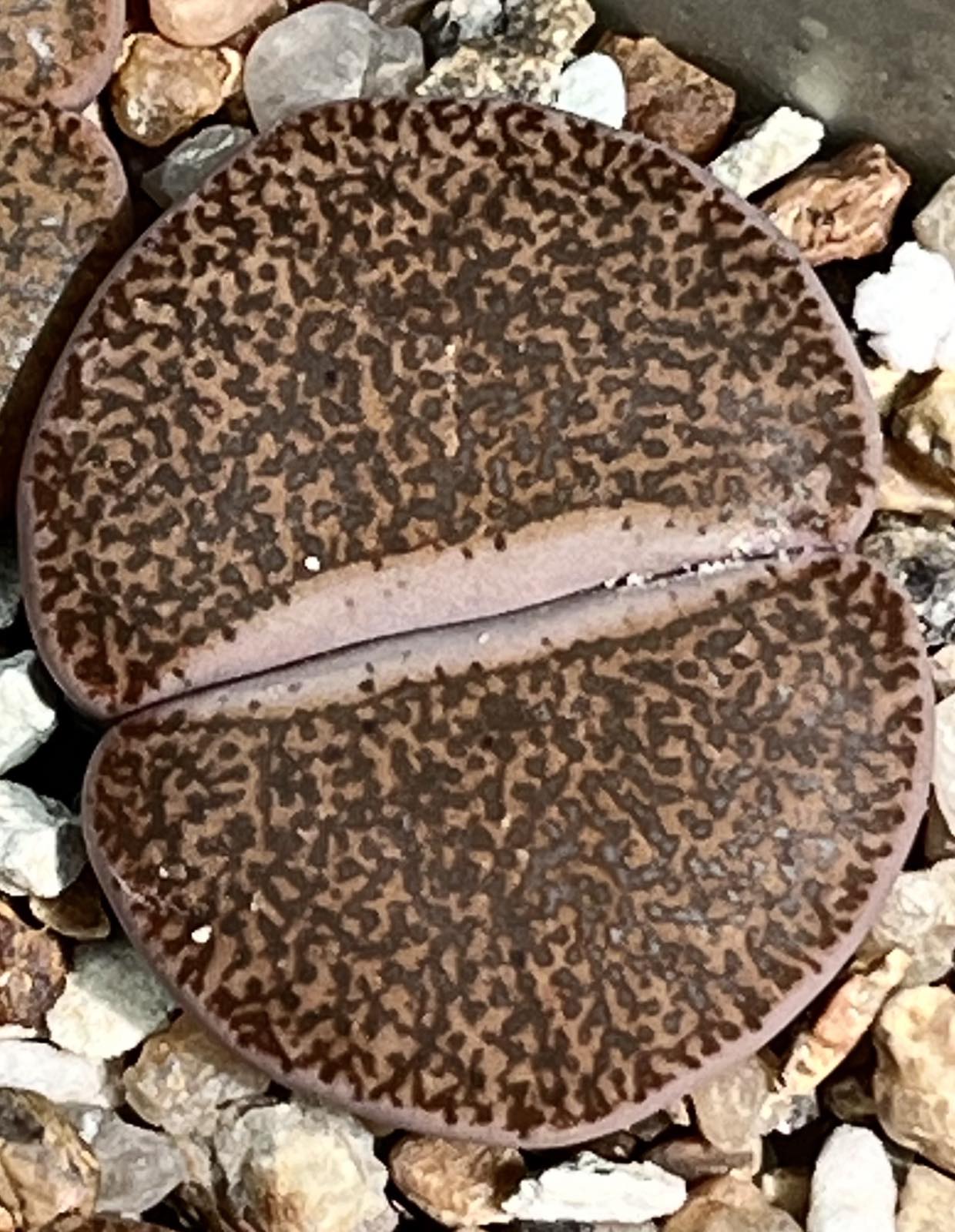 lithops lesliei mariae