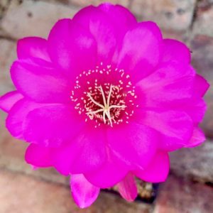 1 - Echinopsis hybrids - Fentesi -