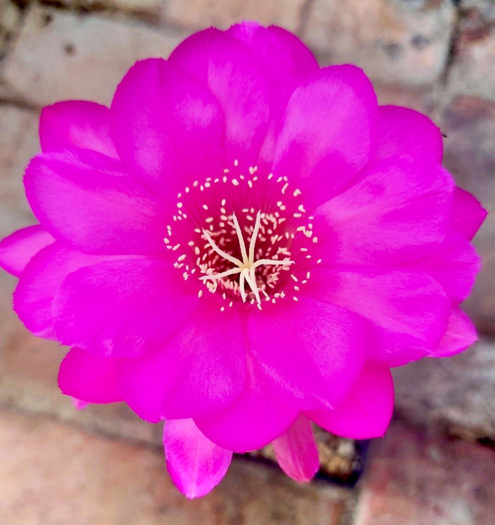 1 - Echinopsis hybrids - Fentesi -