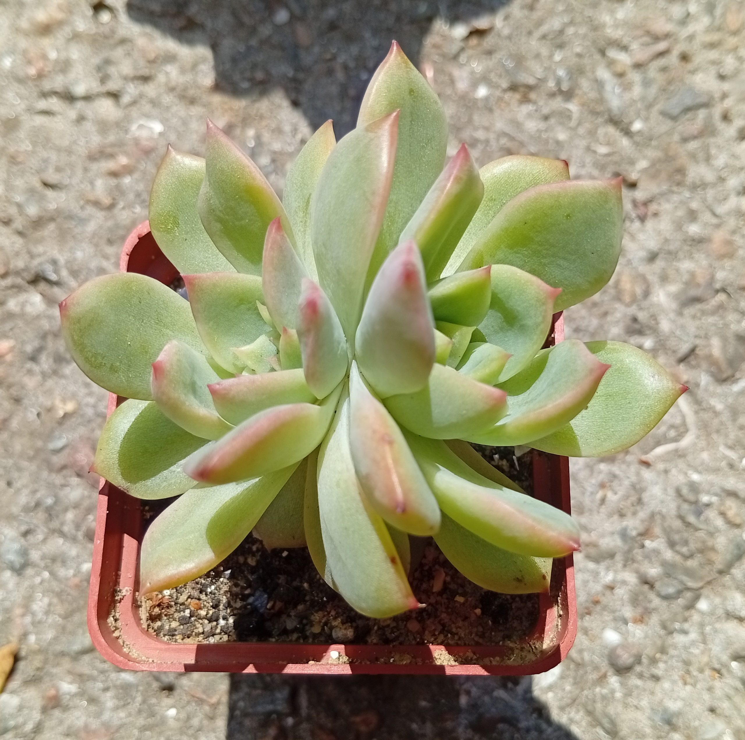 Echeveria Flowers Song