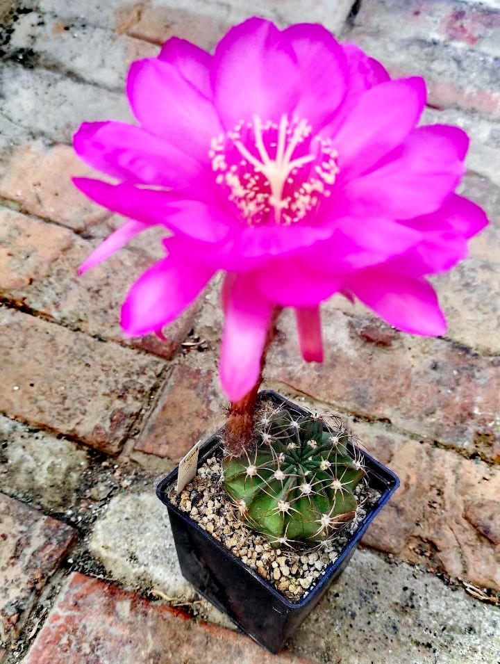 1 — Echinopsis hybrids — Fentesi — 300