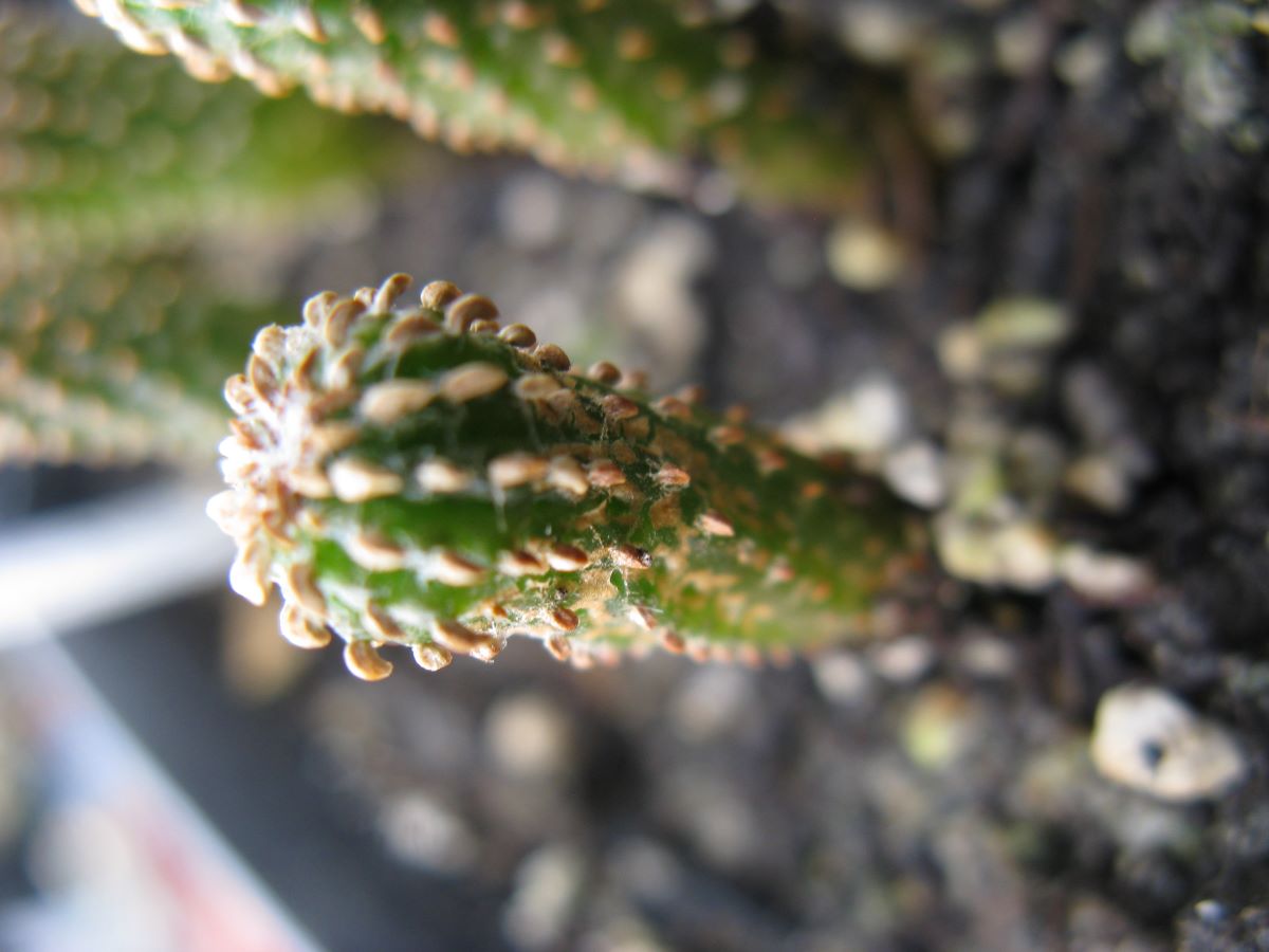 Geohintonia mexicana LH441