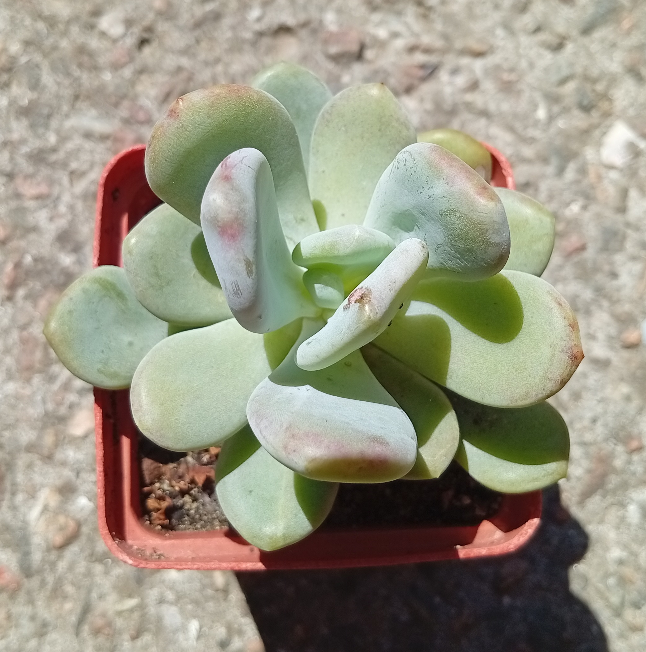 Graptoveria Sinderella