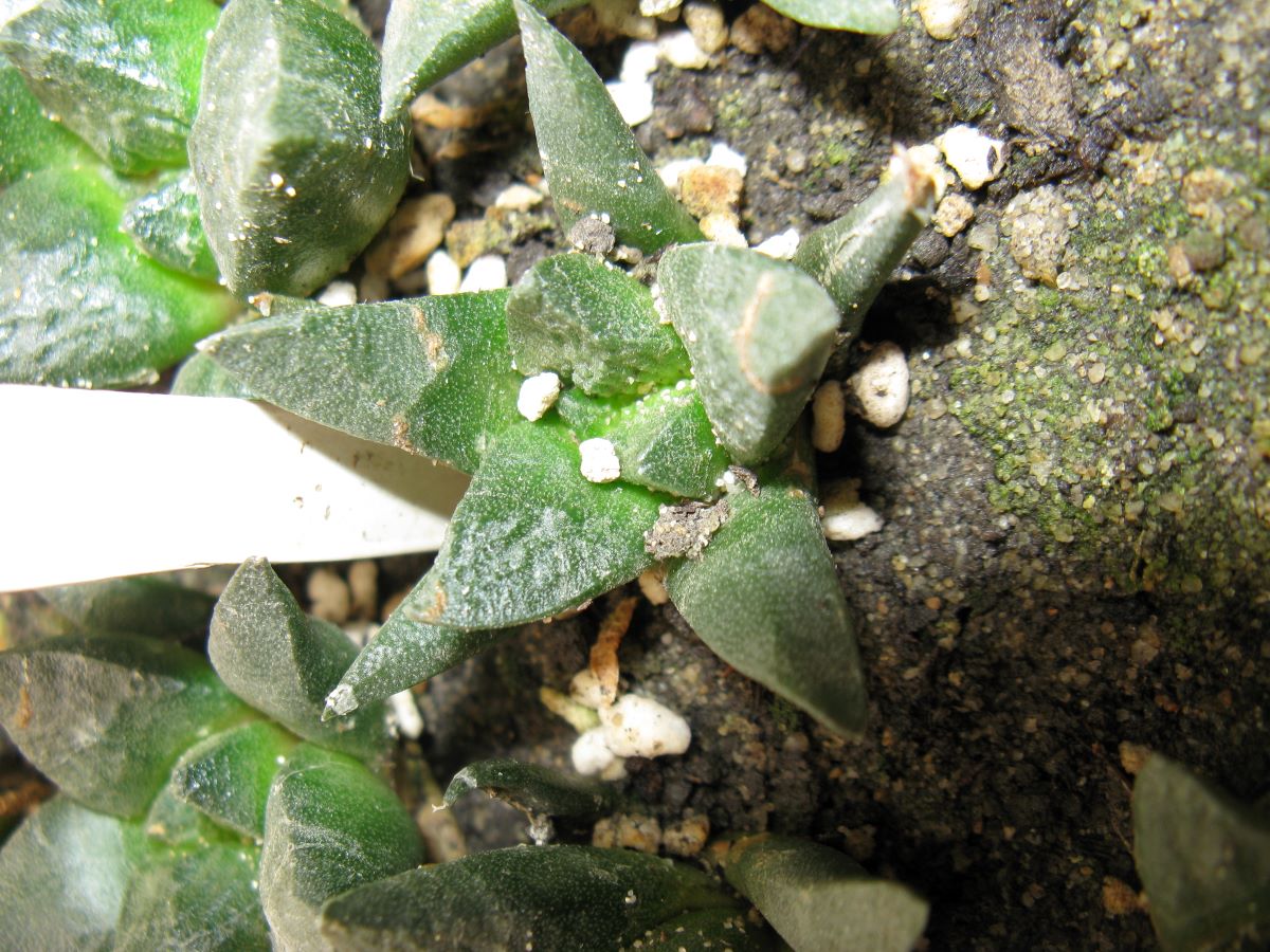 Ariocarpus fissuratus v intermedius