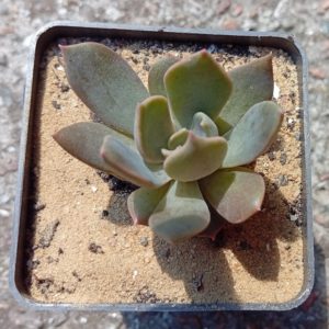 Echeveria Marrom