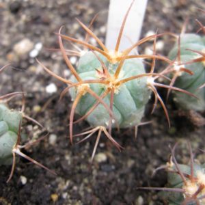 Echinocactus horizontalonius