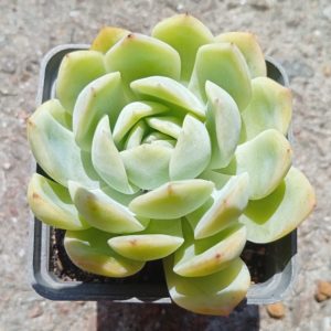Echeveria Pink Line