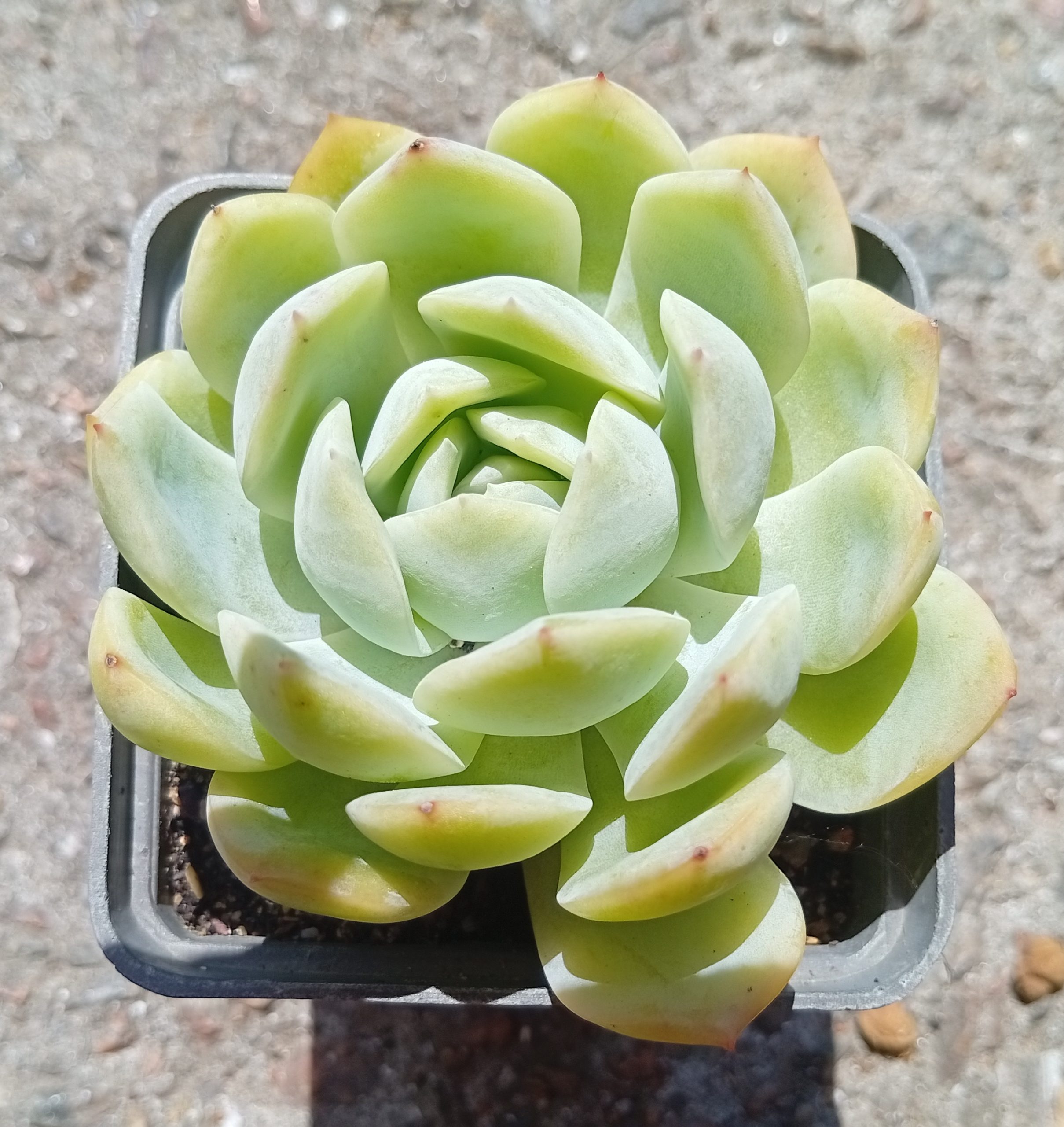 Echeveria Pink Line