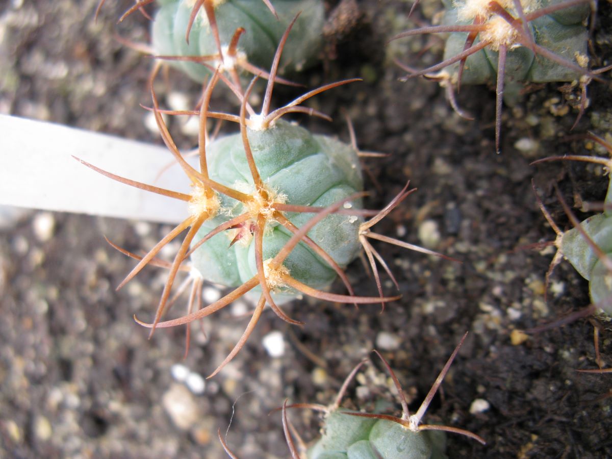 Echinocactus horizontalonius