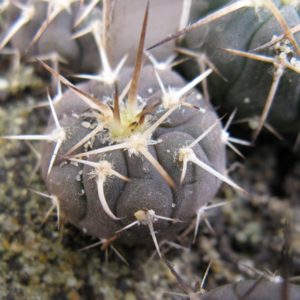Gymnocalycium spegazzinii v punilense STO746