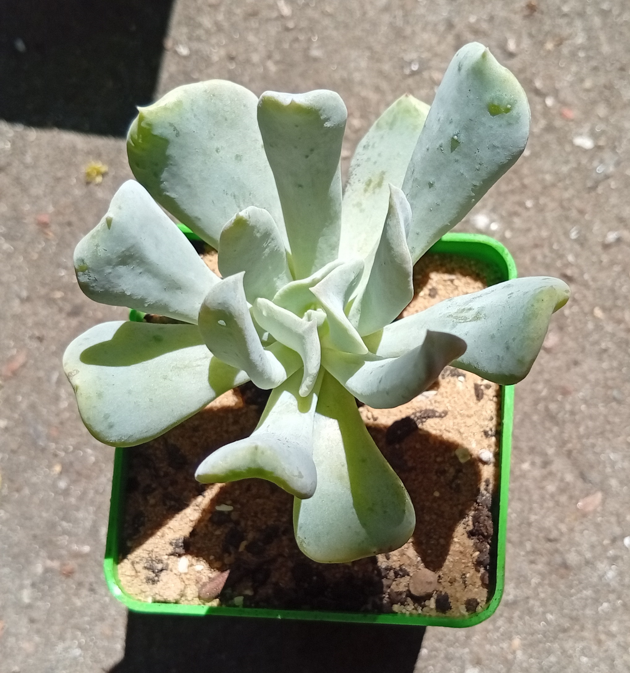 Echeveria runyonii Topsy Turvy