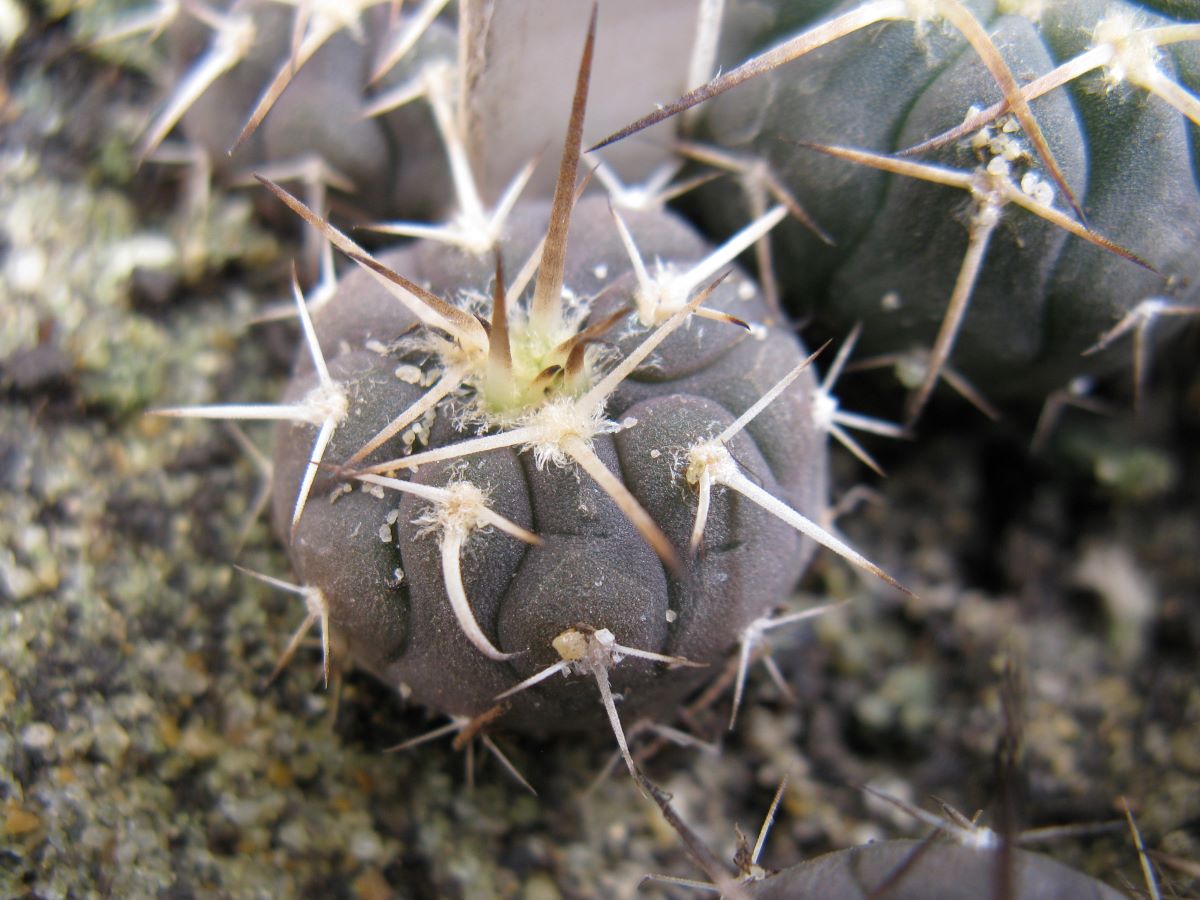 Gymnocalycium spegazzinii v punilense STO746