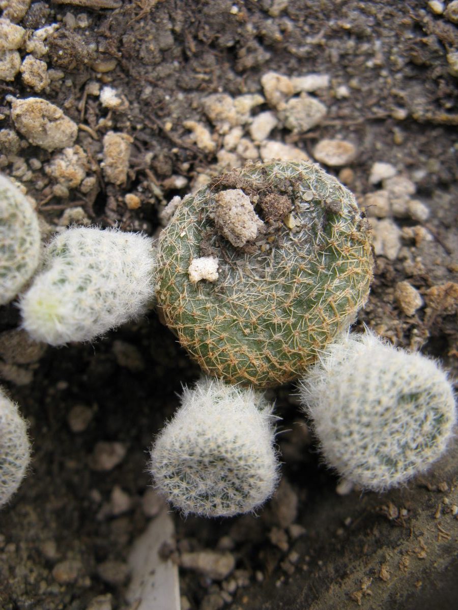 Puna clavaroides *weis*