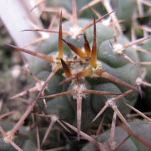 Gymnocalycium spegazzinii v major LF40