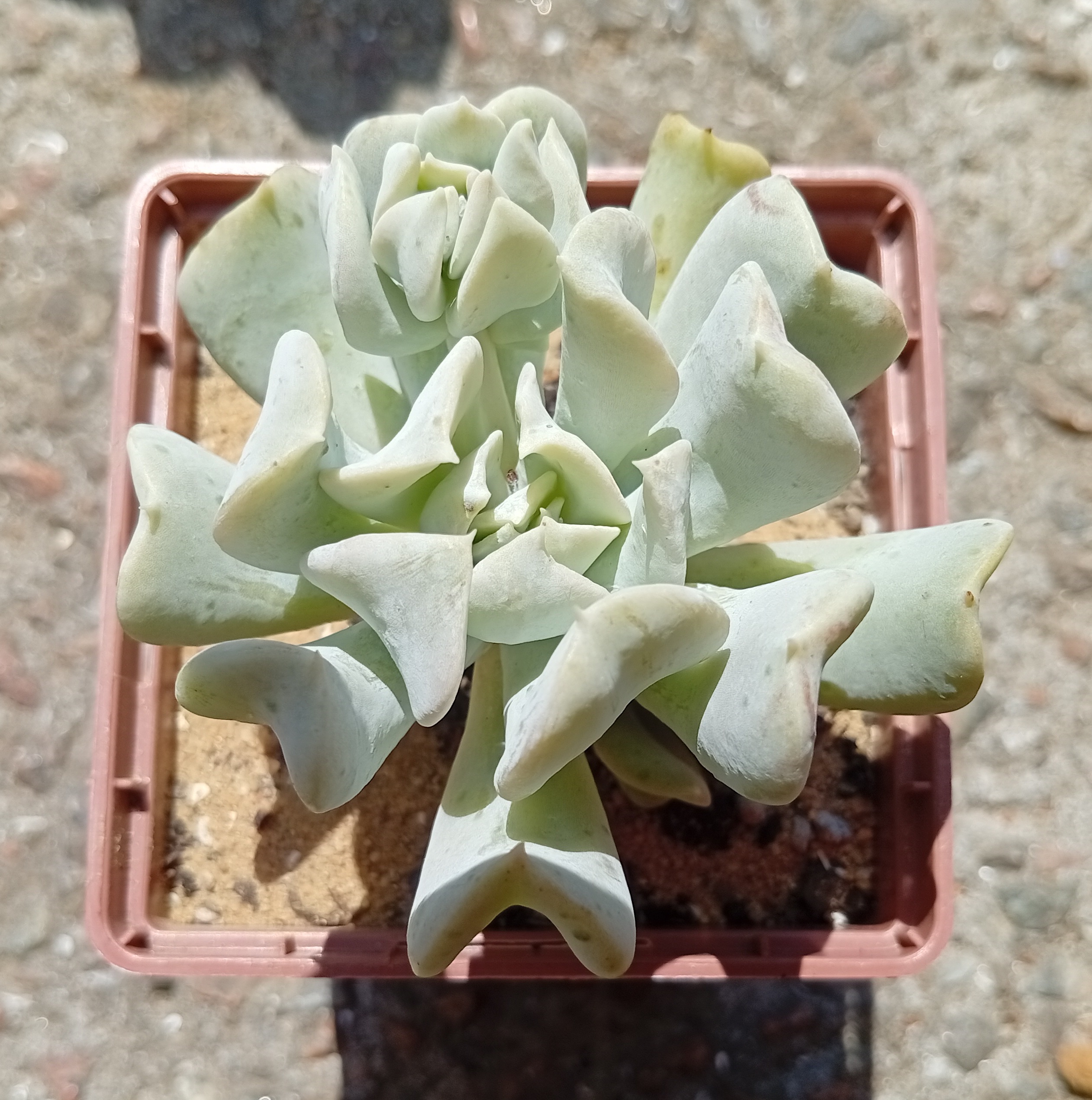 Echeveria runyonii Topsy Turvy