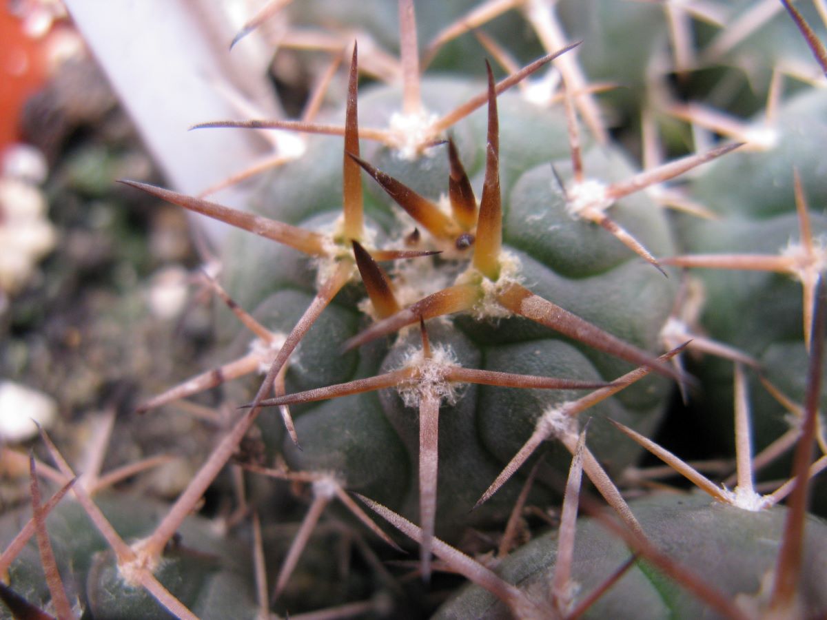 Gymnocalycium spegazzinii v major LF40