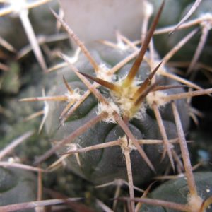 Gymnocalycium spegazzinii v major Los Molines