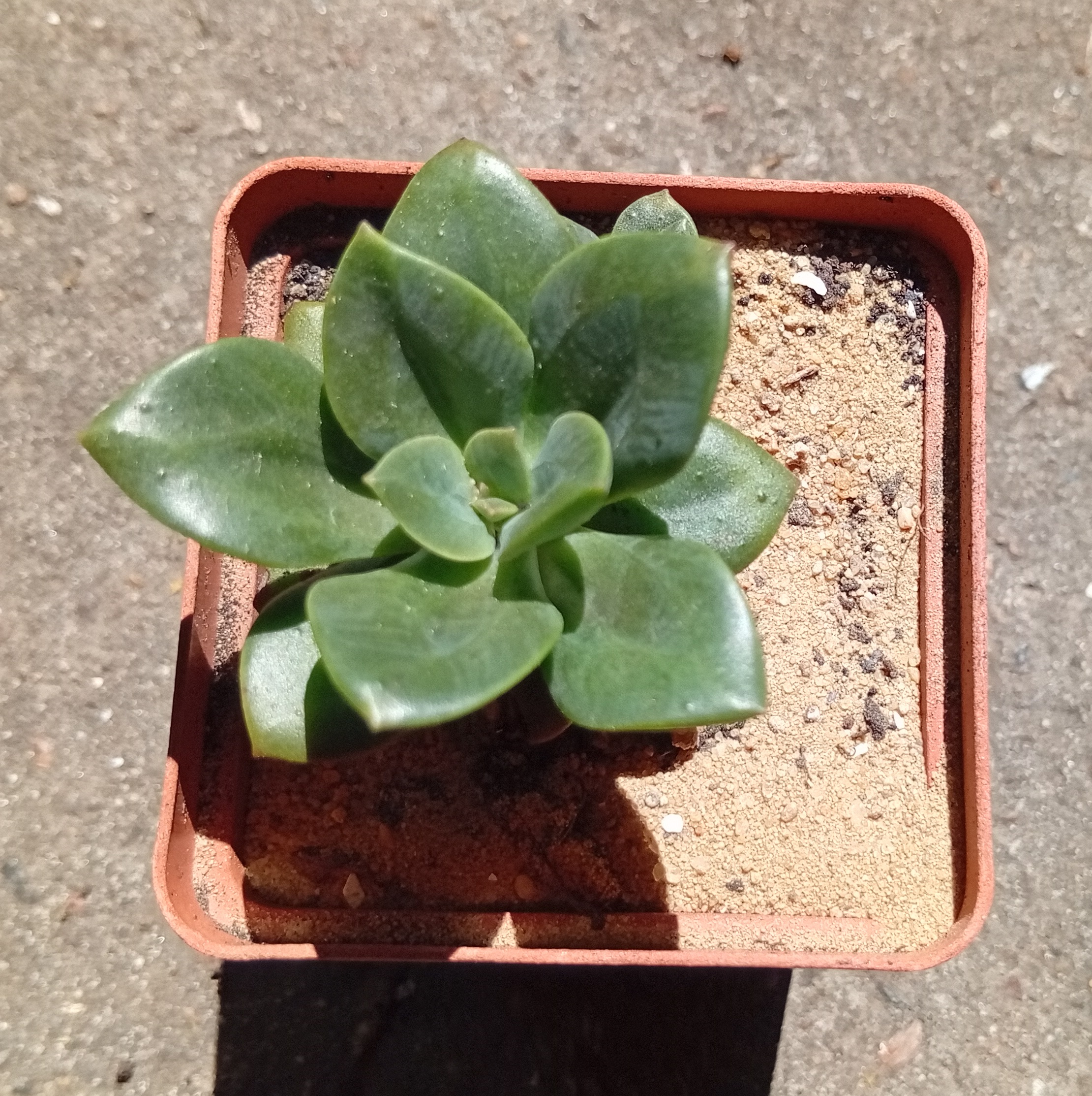 Echeveria Croma