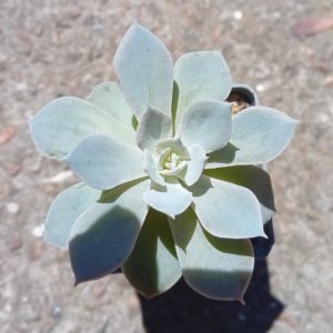 Echeveria subsessilis Morning Beauty