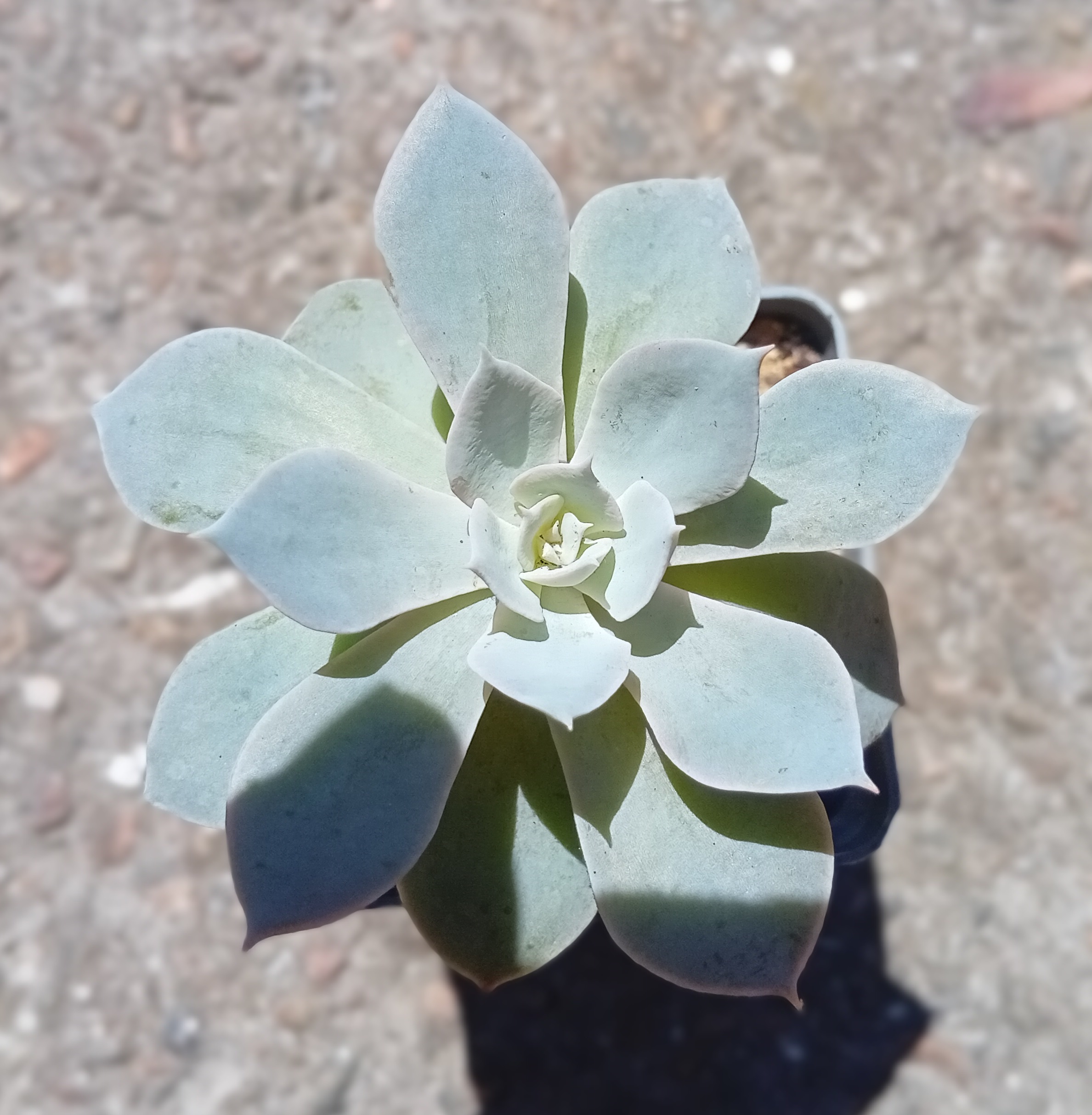 Echeveria subsessilis Morning Beauty