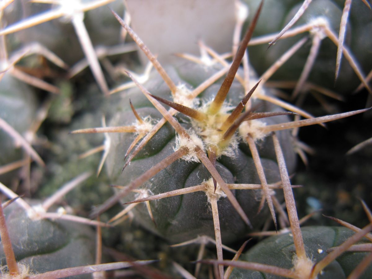 Gymnocalycium spegazzinii v major Los Molines