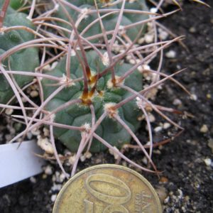 Gymnocalycium guanhinensis MT11-504