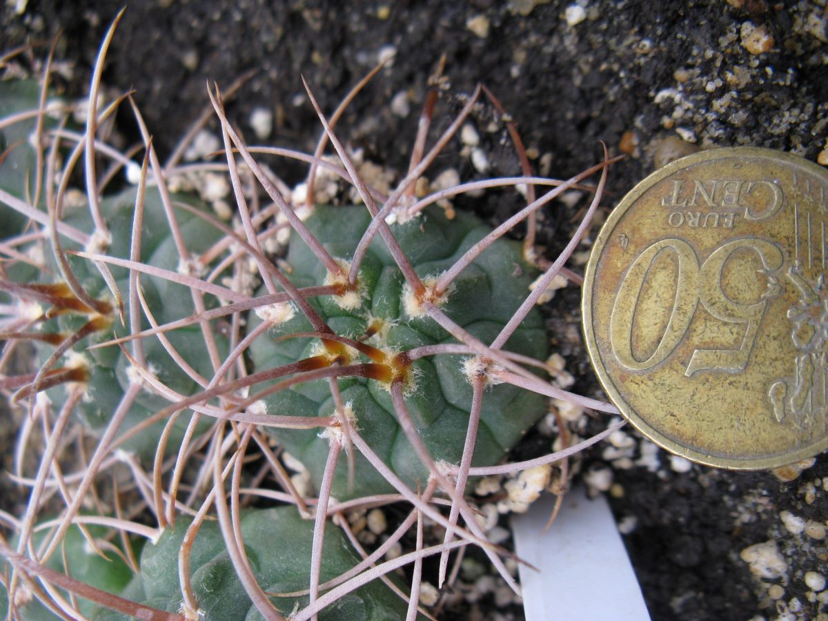 Gymnocalycium guanhinensis MT11-504