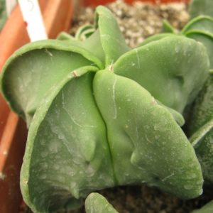 Astrophytum myriostigma cv #3