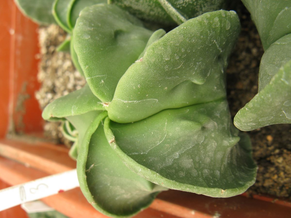 Astrophytum myriostigma cv #3