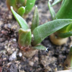 Ariocarpus confusus PP581