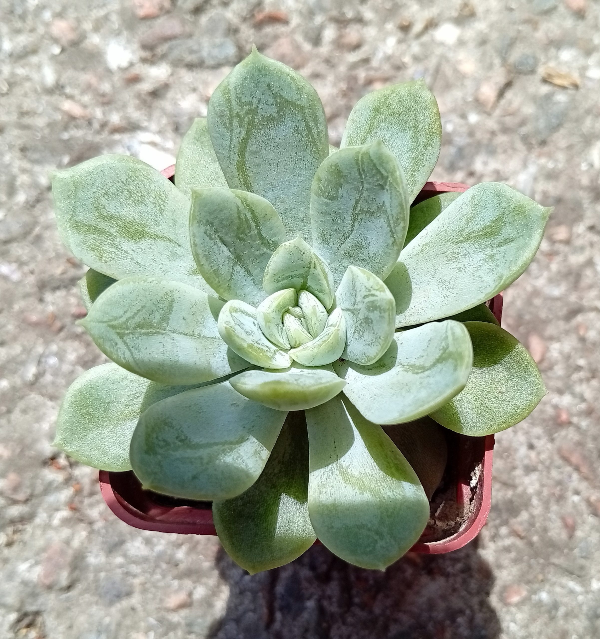 Echeveria Elsa