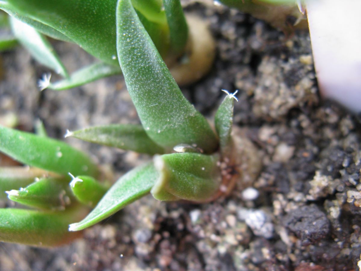 Ariocarpus confusus PP581