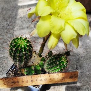 ECHINOPSIS HYBRID