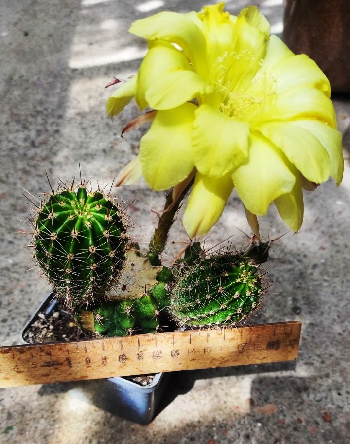 ECHINOPSIS HYBRID